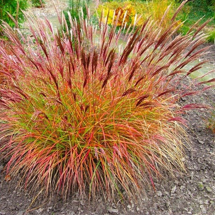 Miscanthus Sinensis Red Chief 1 Miscanthus Sinensis Red Chief