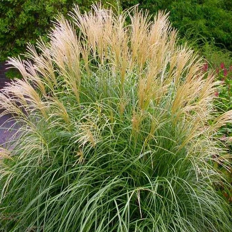 Miscanthus Dwarf Yukasisma 1 Miscanthus Dwarf Yukasisma