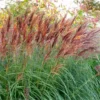 Miscanthus Sinensis Volcano