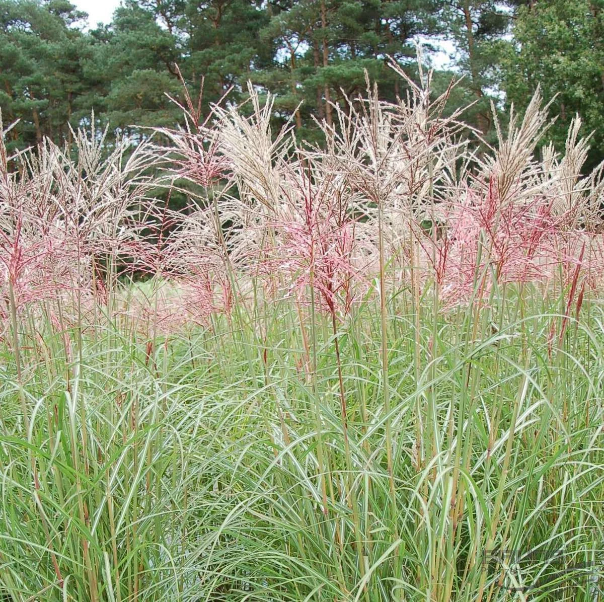 Miscanthus Sinensis Ferner Osten 2 Miscanthus Sinensis Ferner Osten - Image 2