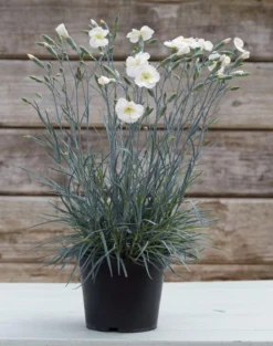 Dianthus Mojito - Large Plant -Outlet Plant Store mojito pot img 6985