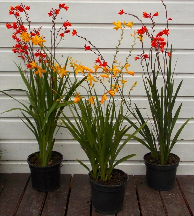 BULK PACK - Crocosmia 'Molten Lava' - Mixed Shades Of Montbretia - Pack Of TEN Plants 2 BULK PACK - Crocosmia 'Molten Lava' - Mixed Shades Of Montbretia - Pack Of TEN Plants - Image 2