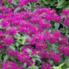 Monarda Didyma Balmy Purple - Bee Balm