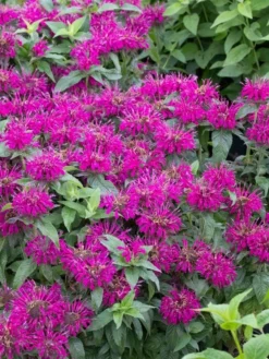 Monarda Didyma Balmy Purple - Bee Balm