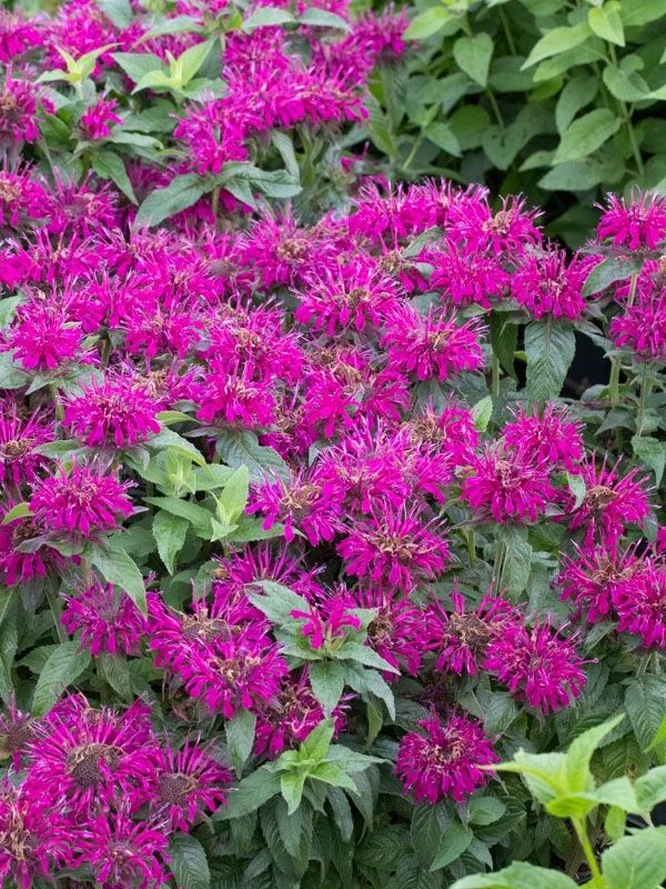 Monarda Didyma Balmy Purple - Bee Balm 1 Monarda Didyma Balmy Purple - Bee Balm