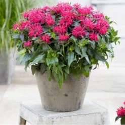 Monarda Didyma Balmy Rose - Bee Balm
