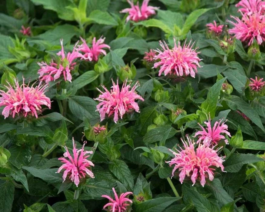 Monarda Didyma Balmy Pink - Bee Balm 2 Monarda Didyma Balmy Pink - Bee Balm - Image 2