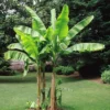 Musa Basjoo - Hardy Japanese Banana Plants