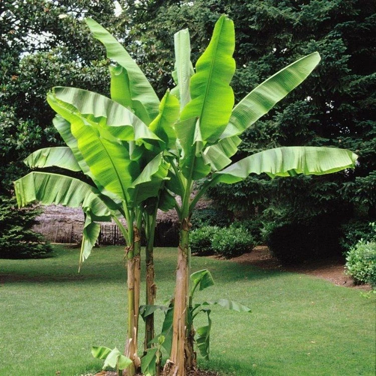Musa Basjoo - Hardy Japanese Banana Plants 1 Musa Basjoo - Hardy Japanese Banana Plants