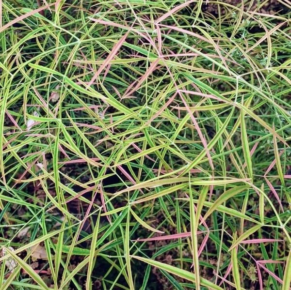 Nandina Domestica 'Filamentosa' - Filigree Sacred Bamboo 2 Nandina Domestica 'Filamentosa' - Filigree Sacred Bamboo - Image 2