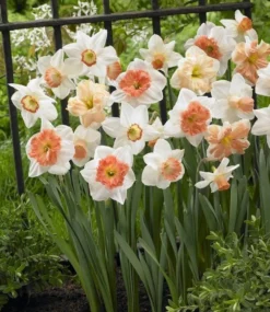 Pink Family Daffodil Designer Blend - Pack Of 20 Bulbs