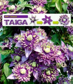 Clematis Taiga - Stunning Brand New & Exclusive Hardy Climbing Tiger Clematis Florida 'Taiga' -Outlet Plant Store new clematis taiga web 1 6