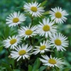 Nipponanthemum Nipponicum - Nippon Daisy