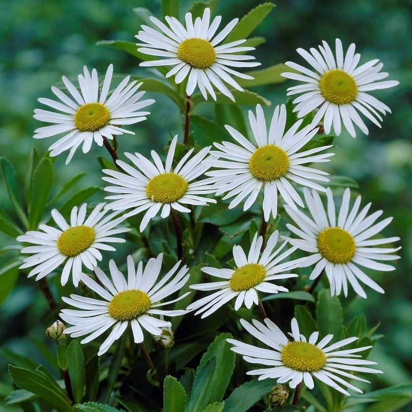 Nipponanthemum Nipponicum - Nippon Daisy 1 Nipponanthemum Nipponicum - Nippon Daisy