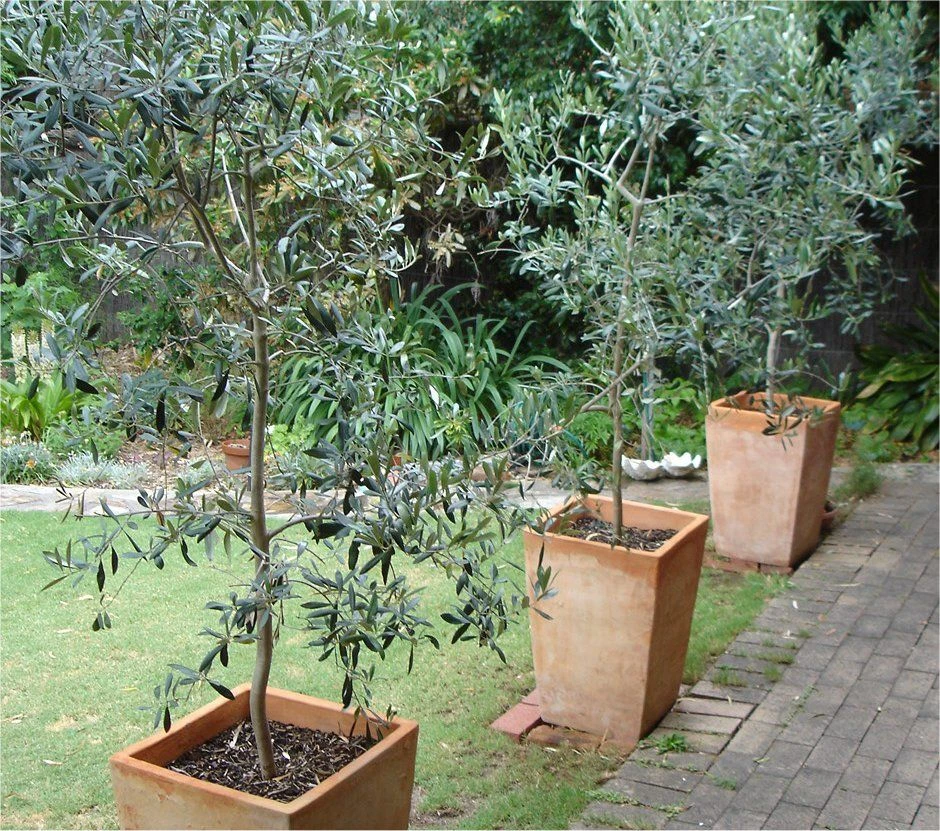 Olea Europa - Large Mediterranean Olive Tree - Circa 170-190cms Tall 2 Olea Europa - Large Mediterranean Olive Tree - Circa 170-190cms Tall - Image 2