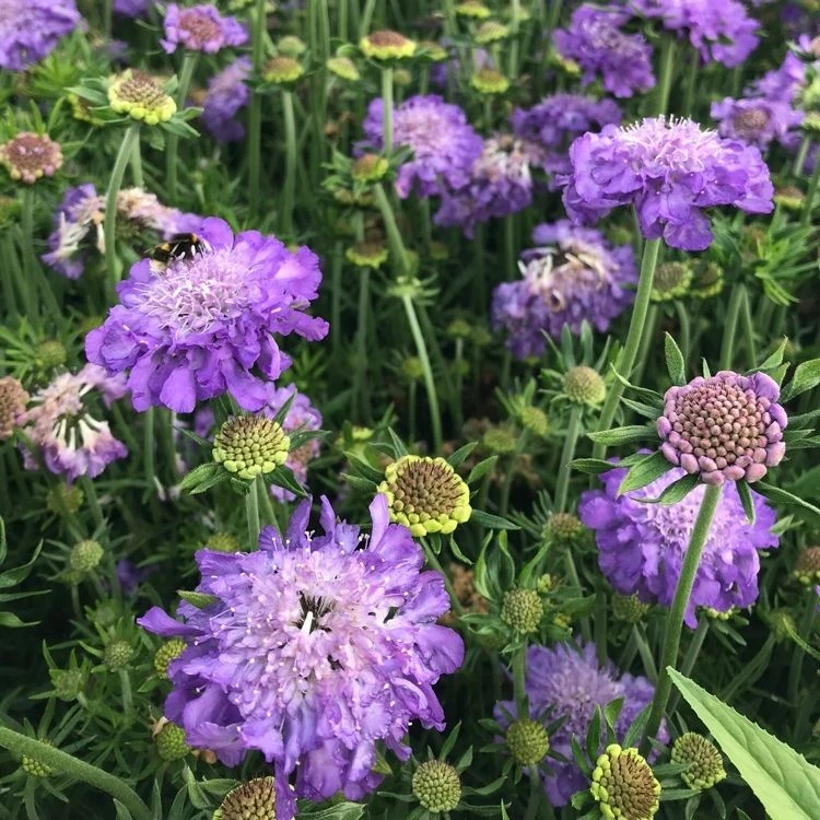 Scabiosa Columbaria Mariposa Blue - Butterfly Blue Pincushion Flower Scabious 2 Scabiosa Columbaria Mariposa Blue - Butterfly Blue Pincushion Flower Scabious - Image 2