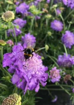 Scabiosa Columbaria Mariposa Blue - Butterfly Blue Pincushion Flower Scabious 10 Scabiosa Columbaria Mariposa Blue - Butterfly Blue Pincushion Flower Scabious -Outlet Plant Store p12625 scabiosa columbaria blue note img 0224 1056 x 1500