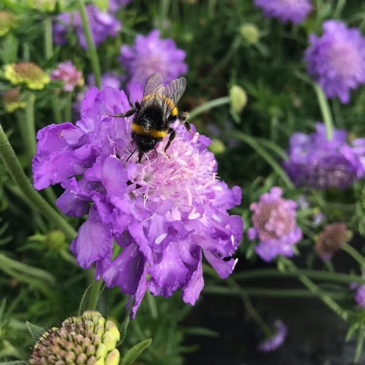 Scabiosa Columbaria Mariposa Blue - Butterfly Blue Pincushion Flower Scabious 3 Scabiosa Columbaria Mariposa Blue - Butterfly Blue Pincushion Flower Scabious - Image 3