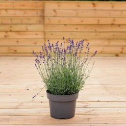 Lavendula Angustifolia Hidcote - English Lavender Hidcote Blue -Outlet Plant Store p21975