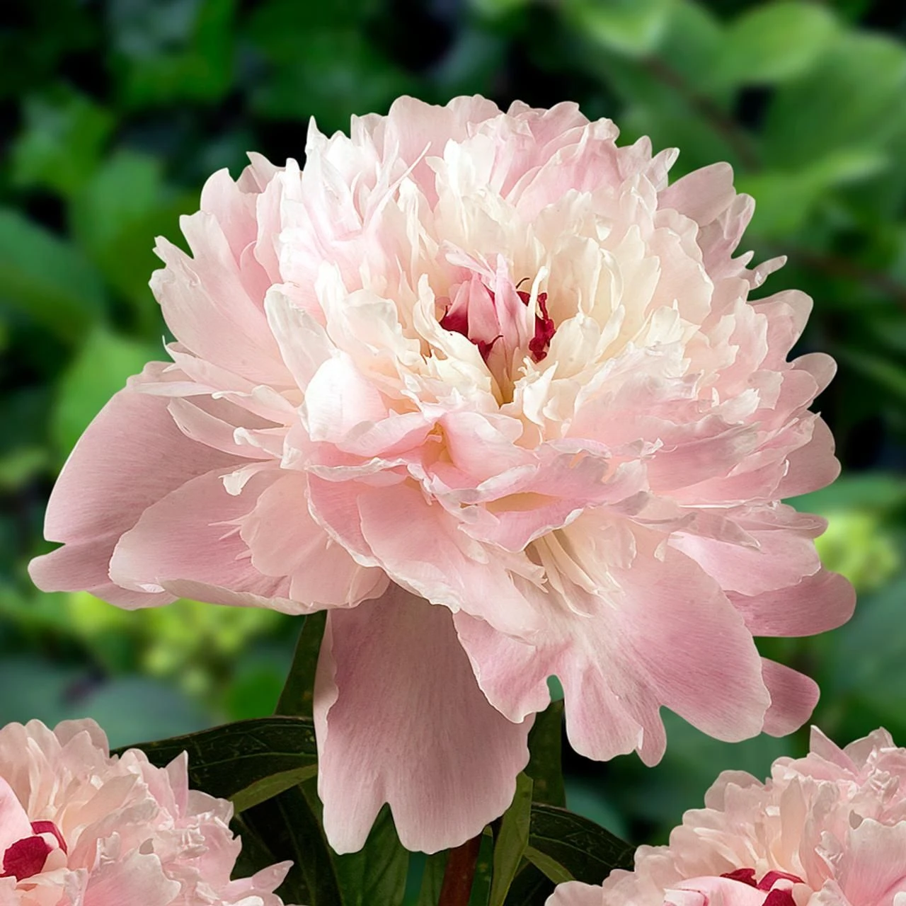 Paeonia Lactiflora Alertie - Large Flowered Herbaceous Peony - Pack Of THREE 1 Paeonia Lactiflora Alertie - Large Flowered Herbaceous Peony - Pack Of THREE