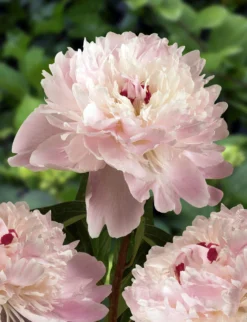 Peony Plants MEGA PACK - Exotic Looking Fragrant Garden Peony Plants Collection - Pack Of TEN Plants -Outlet Plant Store paeonia alertie 1 2 scaled