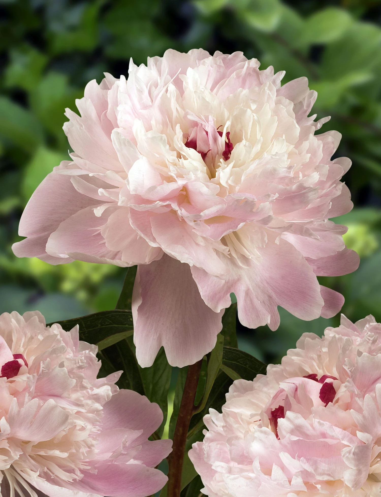 Paeonia Lactiflora Alertie - Large Flowered Herbaceous Peony - Pack Of THREE 2 Paeonia Lactiflora Alertie - Large Flowered Herbaceous Peony - Pack Of THREE - Image 2