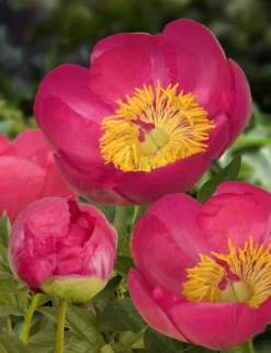 Peony Plants MEGA PACK - Exotic Looking Fragrant Garden Peony Plants Collection - Pack Of TEN Plants -Outlet Plant Store paeonia flame 1 2 scaled