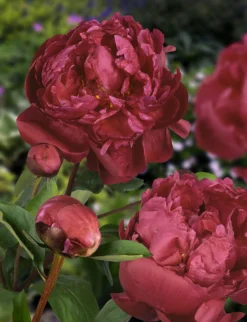 Peony Plants MEGA PACK - Exotic Looking Fragrant Garden Peony Plants Collection - Pack Of TEN Plants -Outlet Plant Store paeonia red sarah bernhardt 1 2 scaled