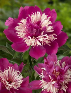Peony Plants MEGA PACK - Exotic Looking Fragrant Garden Peony Plants Collection - Pack Of TEN Plants -Outlet Plant Store paeonia top hat 1 2 scaled
