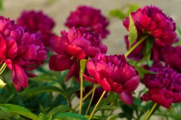 Perfumed Peony - Paeonia Karl Rosenfield - Peony - Pack Of FIVE 4 Perfumed Peony - Paeonia Karl Rosenfield - Peony - Pack Of FIVE - Image 4
