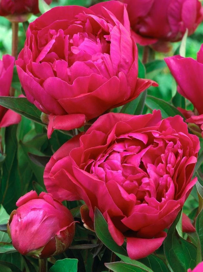 Perfumed Peony - Paeonia Karl Rosenfield - Peony - Pack Of FIVE 2 Perfumed Peony - Paeonia Karl Rosenfield - Peony - Pack Of FIVE - Image 2