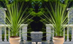 LARGE Cordyline Australis Verde - Hardy Green Torbay Palm - Circa 80-120cm Tall 7 LARGE Cordyline Australis Verde - Hardy Green Torbay Palm - Circa 80-120cm Tall -Outlet Plant Store pair of verde cordylines1000x600