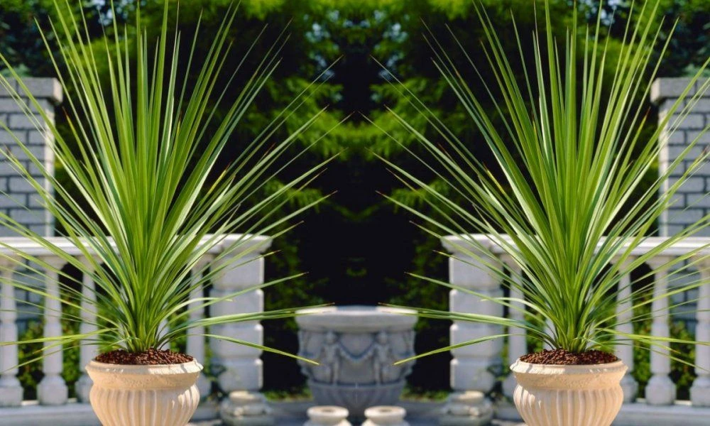 LARGE Cordyline Australis Verde - Hardy Green Torbay Palm - Circa 80-120cm Tall 4 LARGE Cordyline Australis Verde - Hardy Green Torbay Palm - Circa 80-120cm Tall - Image 4