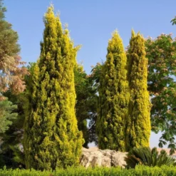 Lemon Scented Monterey Golden Cypress LARGE 100-120cm Gold Totem Tree +