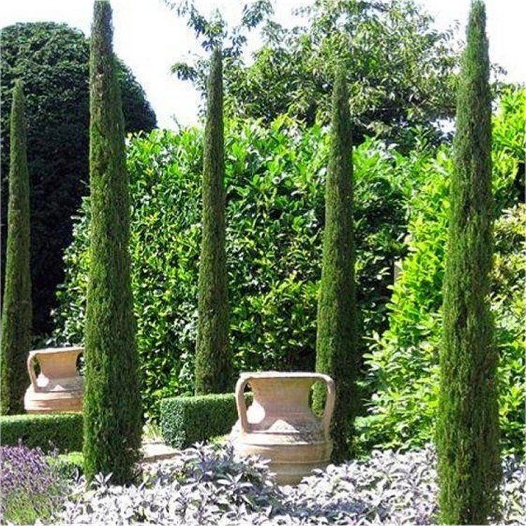 Pair Of Van Gogh Tuscan Totem Pole Cypress Trees - Cupressus Sempervirens 100-140cm 1 Pair Of Van Gogh Tuscan Totem Pole Cypress Trees - Cupressus Sempervirens 100-140cm
