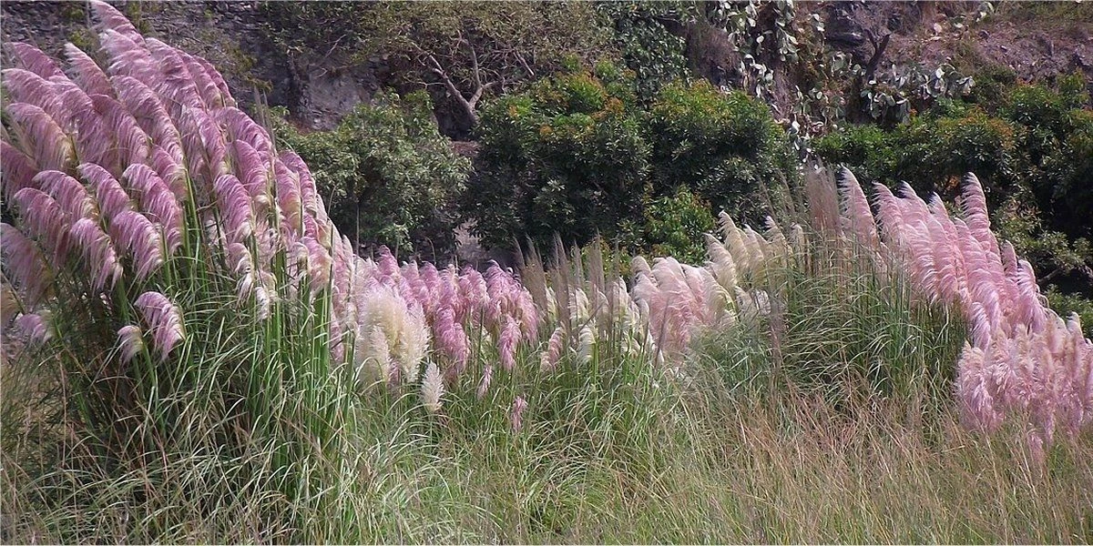Cortaderia Selloana Rosea - Pink Pampas Grass 2 Cortaderia Selloana Rosea - Pink Pampas Grass - Image 2