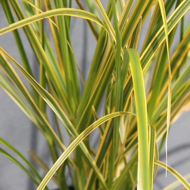 LARGE Cortaderia Golden Goblin - Golden Fantasy Pampas Grass With Plumes 3 LARGE Cortaderia Golden Goblin - Golden Fantasy Pampas Grass With Plumes - Image 3