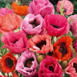 Poppy - Papaver Mega Mix - Pack Of TWENTY