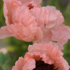 Poppy - Papaver Mega Mix - Pack Of TWENTY -Outlet Plant Store papaver orientale helen elizabeth 1
