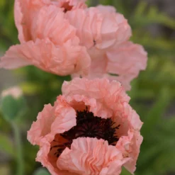 Poppy - Papaver Mega Mix - Pack Of TWENTY -Outlet Plant Store papaver orientale helen elizabeth 2 scaled