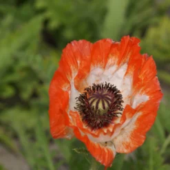 Poppy - Papaver Mega Mix - Pack Of TWENTY -Outlet Plant Store papaver orientale picotee scaled