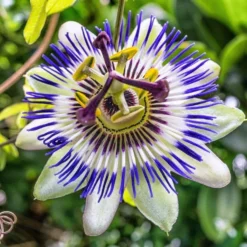 Large 6-7ft Specimen Climber - Passion Flower Caerulea - Passiflora