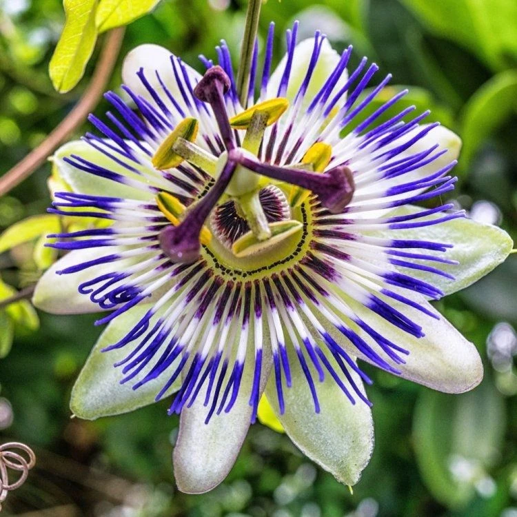 Large 6-7ft Specimen Climber - Passion Flower Caerulea - Passiflora 1 Large 6-7ft Specimen Climber - Passion Flower Caerulea - Passiflora