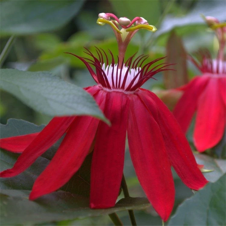 Passion Flower Vitifolia - Passiflora - Scarlet Crimson Perfumed Red Passion Vine 1 Passion Flower Vitifolia - Passiflora - Scarlet Crimson Perfumed Red Passion Vine