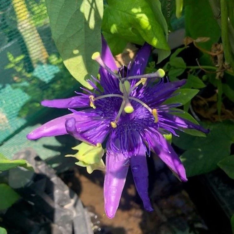 Passion Flower - Passiflora Jelly Joker 2 Passion Flower - Passiflora Jelly Joker - Image 2