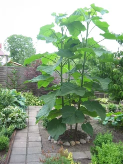 Paulownia Tomentosa - Empress Or Foxglove Tree -Outlet Plant Store paulownia tomentosa 2 1 1