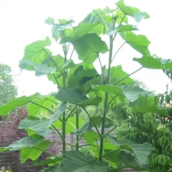 Paulownia Tomentosa - Empress Or Foxglove Tree -Outlet Plant Store paulownia tomentosa 3 1 1