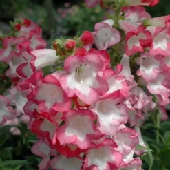 Penstemon Collection - Pack Of FIVE Different Plants -Outlet Plant Store penstemon phoenix appleblossom 1 1