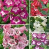 Penstemon Collection - Pack Of FIVE Different Plants