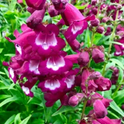 Penstemon Collection - Pack Of FIVE Different Plants -Outlet Plant Store penstemon phoenix magenta 1